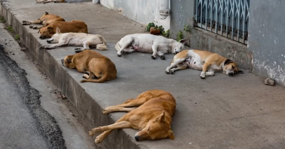 Estatísticas apontam 30 milhões de pets abandonados no Brasil.