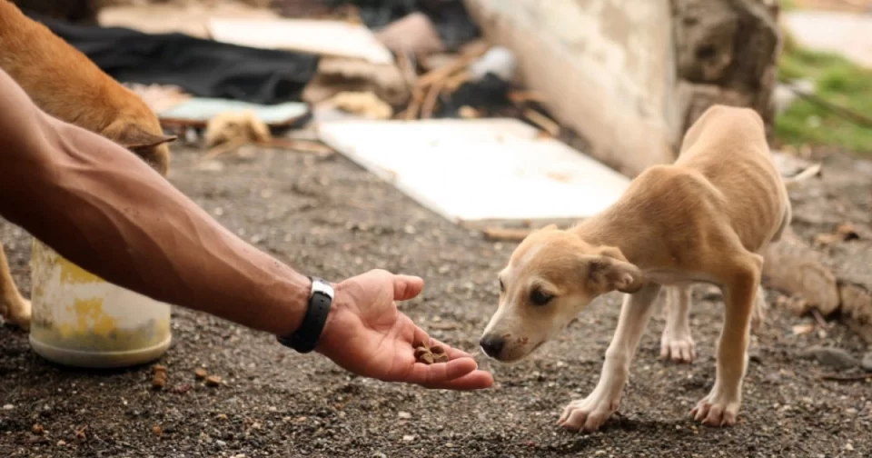 Senado vai discutir serviços de protetores de animais como de utilidade pública.